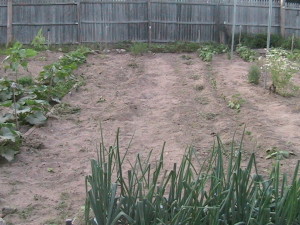 Weeded Carrot and Empty Space