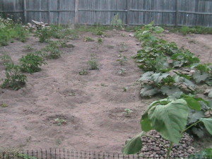 Weeded Tomatoes, Cucumbers, Melon, and Peppers