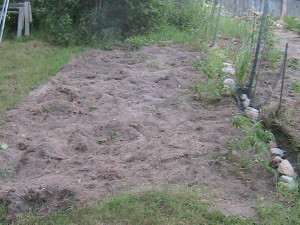 Weeded Tomatoes #2