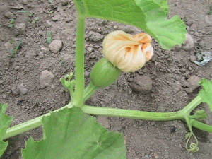 Small Pumpkin With Flower