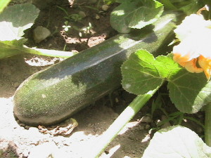 Second Picture of Zucchini