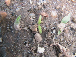 Possible Carrot Sprout