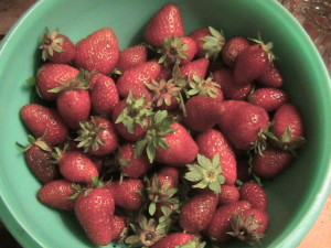 Second Batch Strawberries