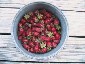 Third Harvest of Strawberries
