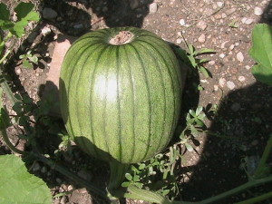 First Pumpkin