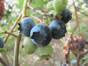 Blueberry Bunch