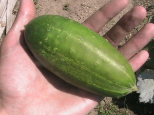 First Cucumber Picked