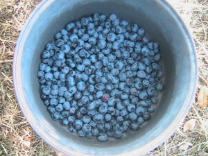 Harvested Blueberries