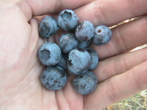 Blueberries in Hand