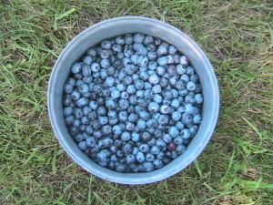 Five Pounds of Blueberries