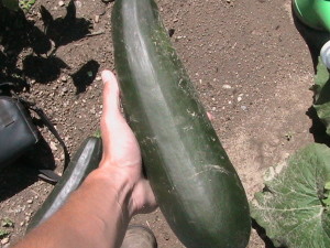 Third Harvested Zucchini