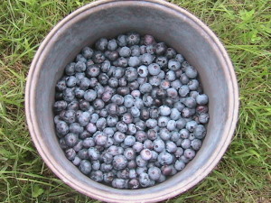 Blueberries 7-20-2014