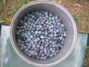 More Blueberries