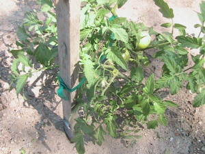 Staked Tomatoes