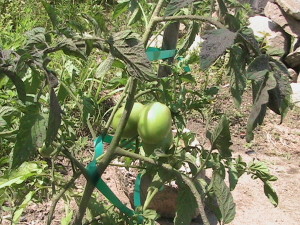 Staked Roma Tomatoes