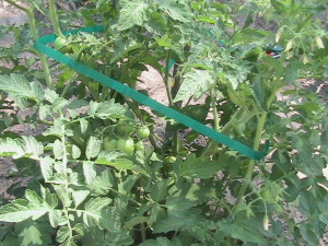 Cherry Tomatoes Staked