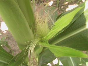 Corn Silk #2