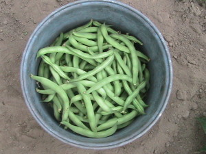 First Green Bean Harvest 2014