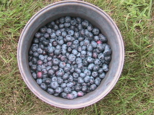 Third Blueberry Harvest
