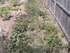 Strawberries Not Weeded