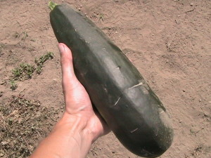 First Picked Zucchini