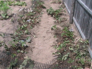 Weeded and Watered Strawberries