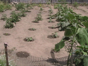 Cucumbers, Peppers, and Melons