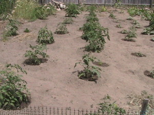 Tomato Area #1