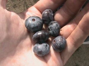 Six Larger Blueberries