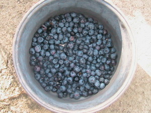 Second Blueberry Harvest