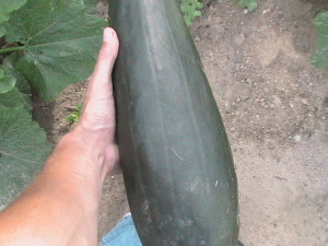 Five Pound Zucchini