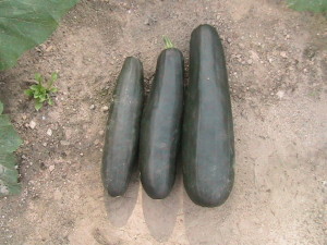 All Three Zucchinis Picked