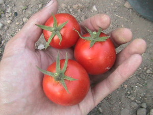 Ripe Cherry Tomatoes