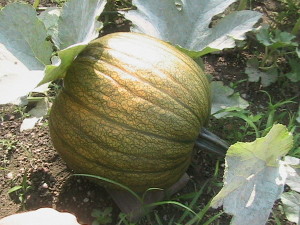 Pumpkin Beginning to Ripen
