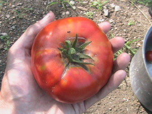 First Steakhouse Tomato