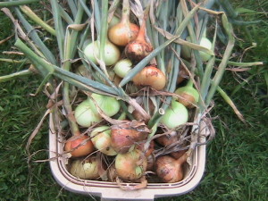 Onions in Basket