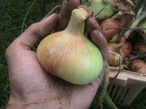 Onion in My Hand