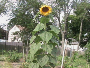 Largest Sunflower