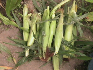 First Corn Crop