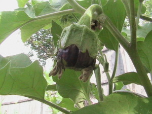 Second Eggplant