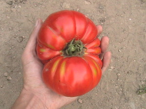 One and a Half Pound Tomato