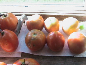 Roma Tomatoes Ripening