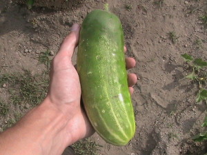 First Large Cucumber
