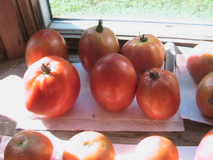 Roma Tomatoes Ripening #2