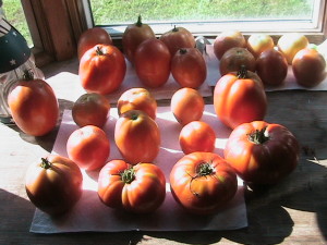 20 Roma Tomatoes