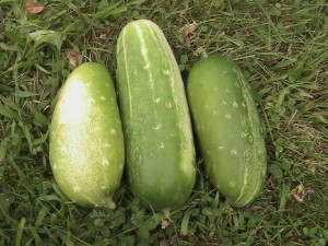 Three Cucumbers