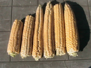 Ears of Corn