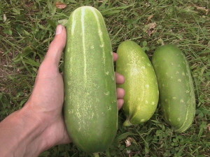 One and a Half Pound Cucumber
