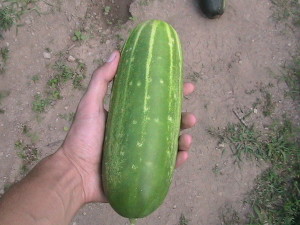 Largest Cucumber