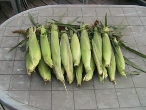 Corn Stacked